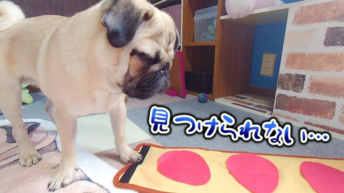 怪我して散歩に行けないパグのためにオヤツ探しゲームしたら思考放棄したｗ｜パグのぺろぽん兄弟pug犬｜