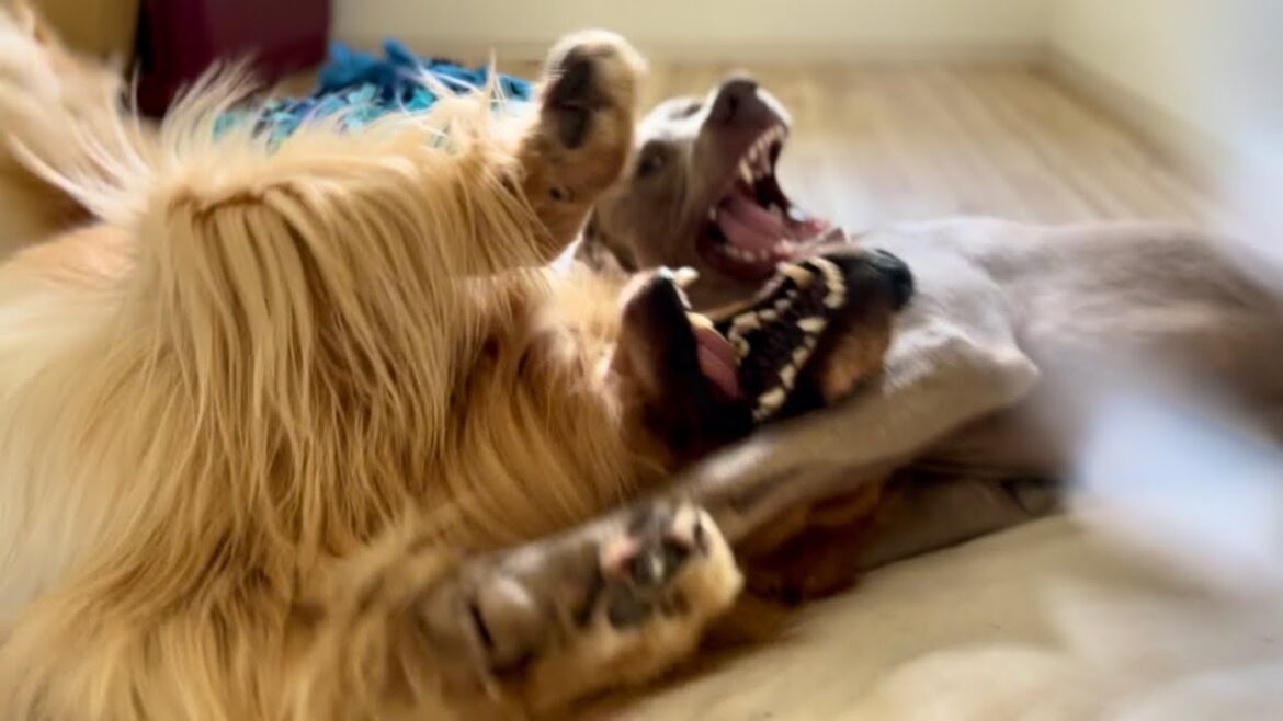 朝のリラックスタイム。ゴールデンレトリバーとワイマラナー