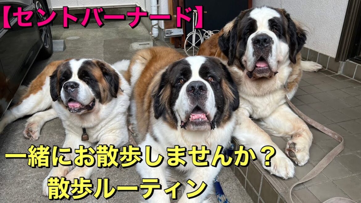 散歩前から帰宅までのお散歩ルーティン　一緒にお散歩しましょう　ももちゃん編