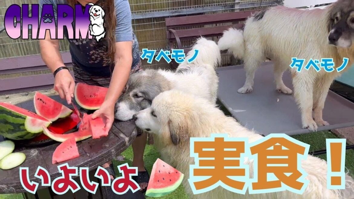 【気が付いた】これは食べ物やったんや！【Great Pyrenees】