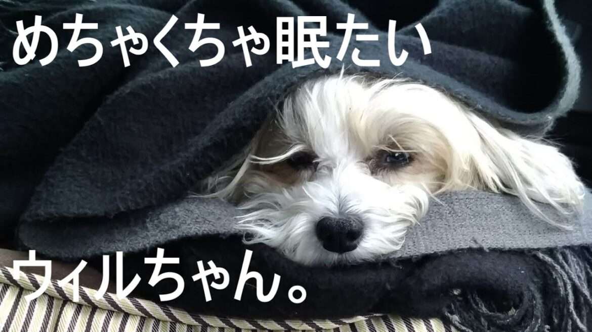 眠たくて動けないチャイクレのウィルちゃん。
