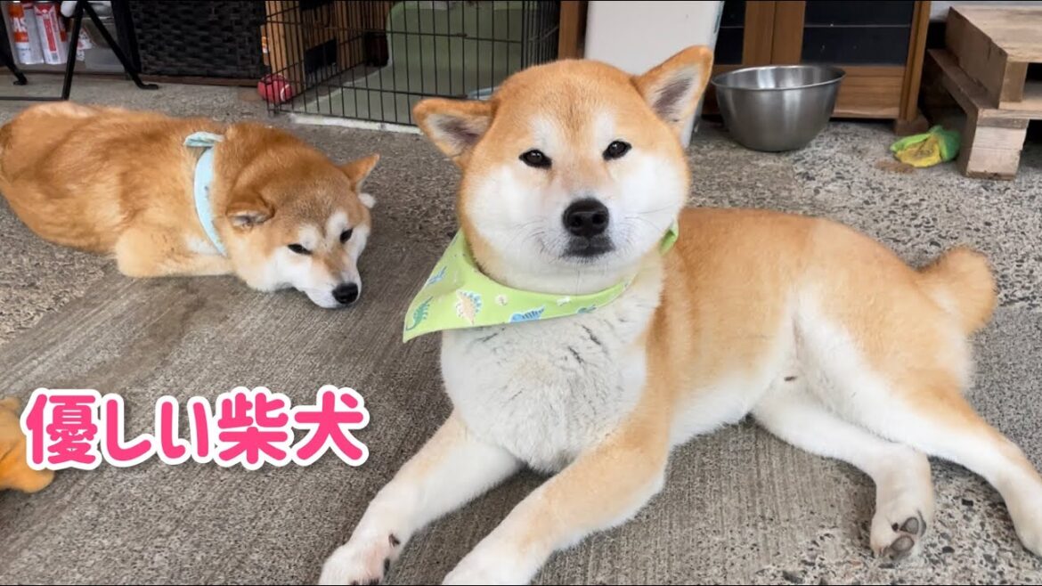 柴距離とかどうでもよくなった巨体柴犬(茶)が優しくて可愛いw