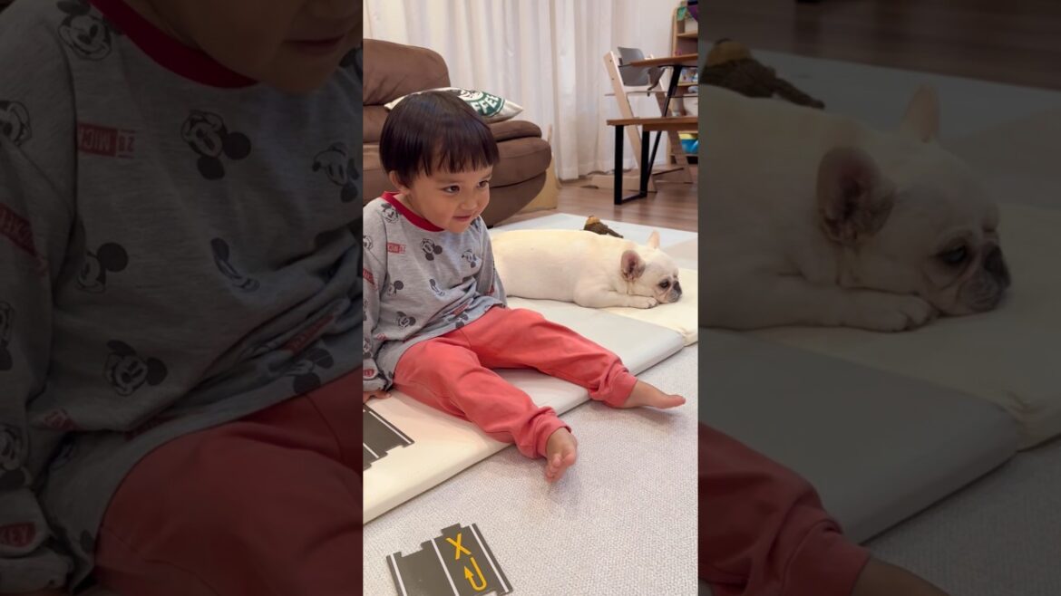 初めて3歳児が犬と自撮りをした結果 #shorts #フレンチブルドッグ #保護犬