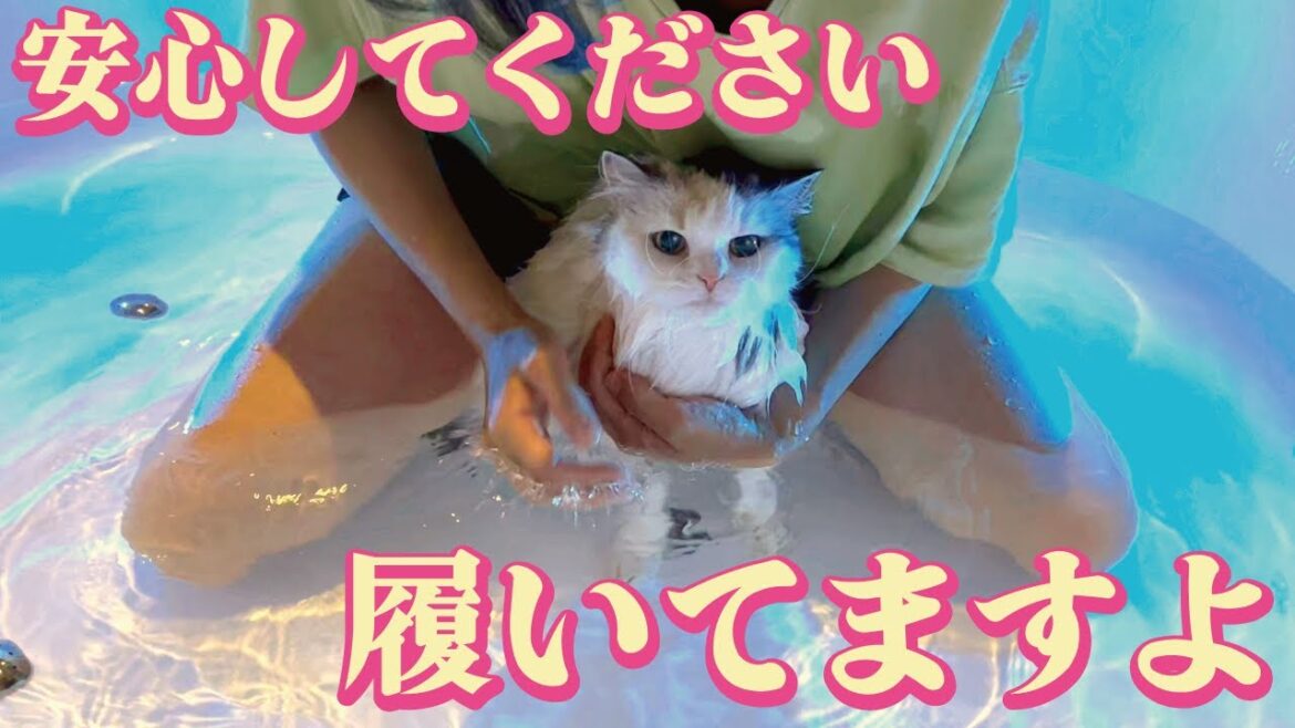 長毛猫とジャグジーに入ったら大変なことになりました【関西弁でしゃべる猫】