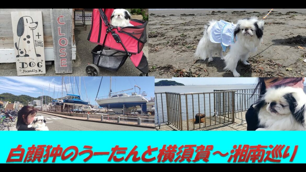 白顔狆のうーたんと初の横須賀湘南巡り🚙