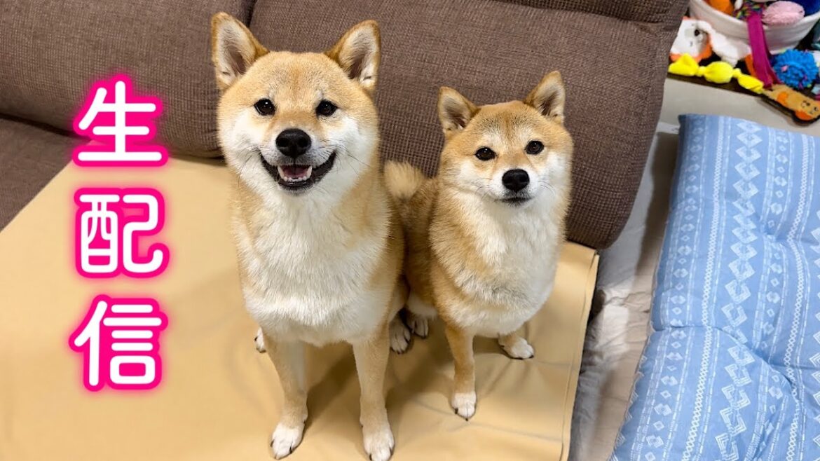 🔴生配信！お話ししましょ〜😆✨