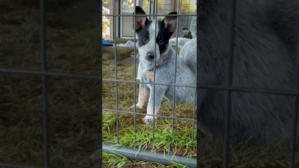 BLUE HEELER PUP- Australian Cattle Dog pups playing in the pool