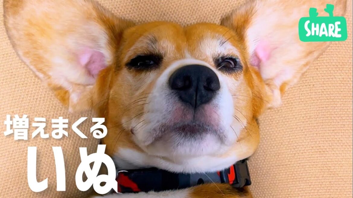 ビーグル犬　増殖する！