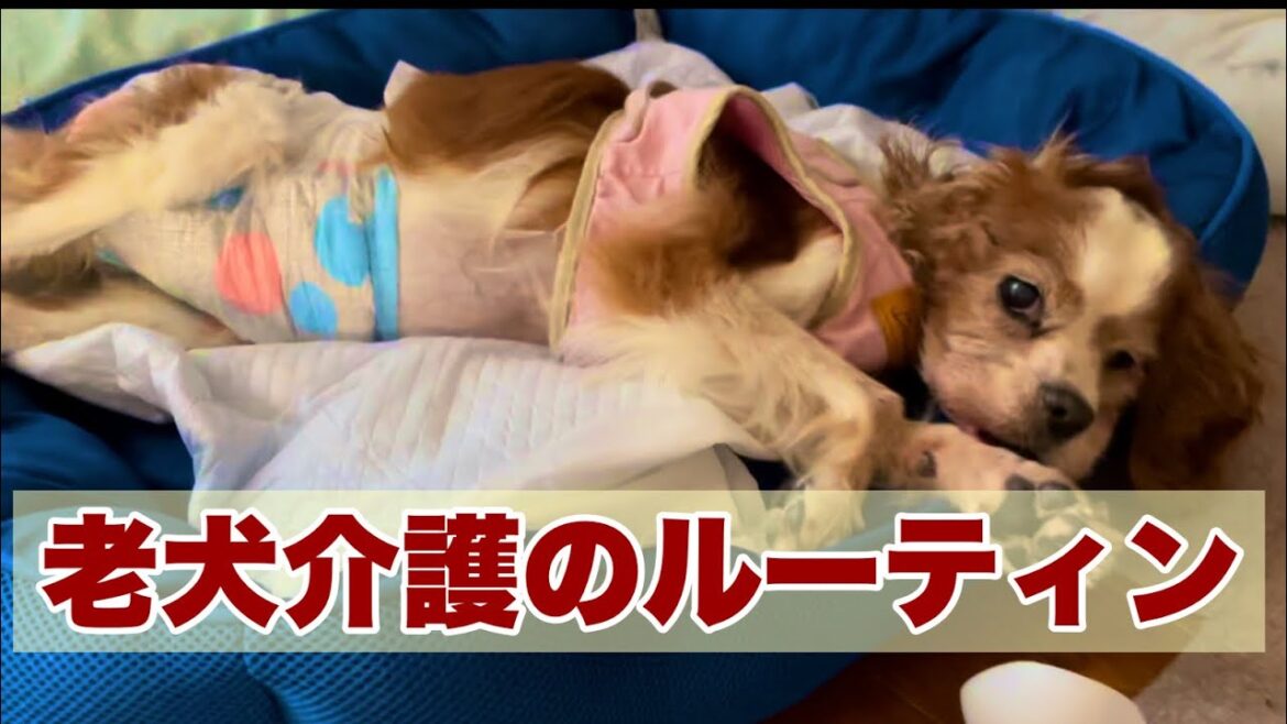 【老犬介護のルーティン】追悼・かわいい犬も必ず老いはやってくる。それでも愛おしくて堪らない。私なりの向き合い方。参考にして。@犬