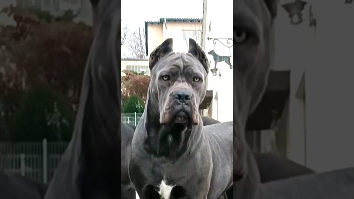 cane corso 🐶 breeders | cane corso breed history | #shorts #canecorso #dog #corso