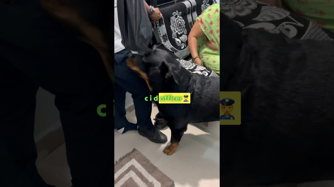 Ghar me CID officer😳|Rottweiler dog|#rottweilerthebruzzo9212 #rottweiler #dog #viral #funny #Shorts