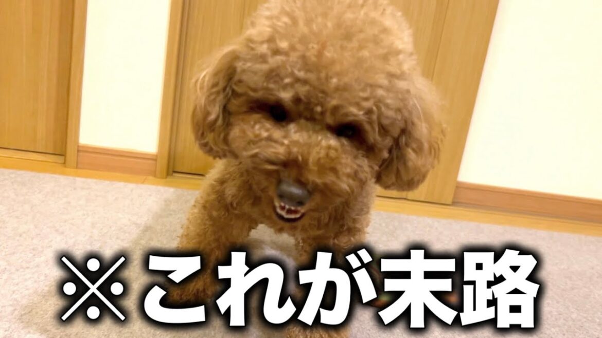 しつけされなかった犬の末路w