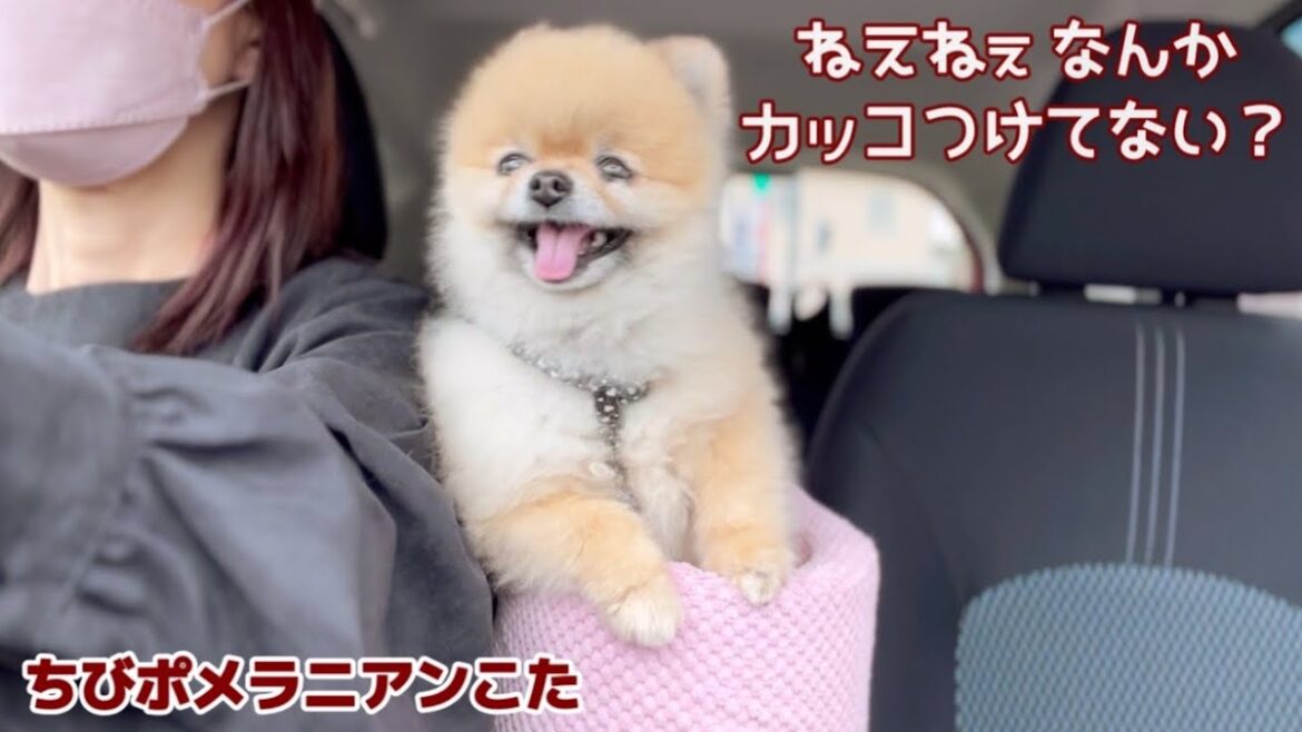 ドライブデートでカッコつけるちびポメラニアン