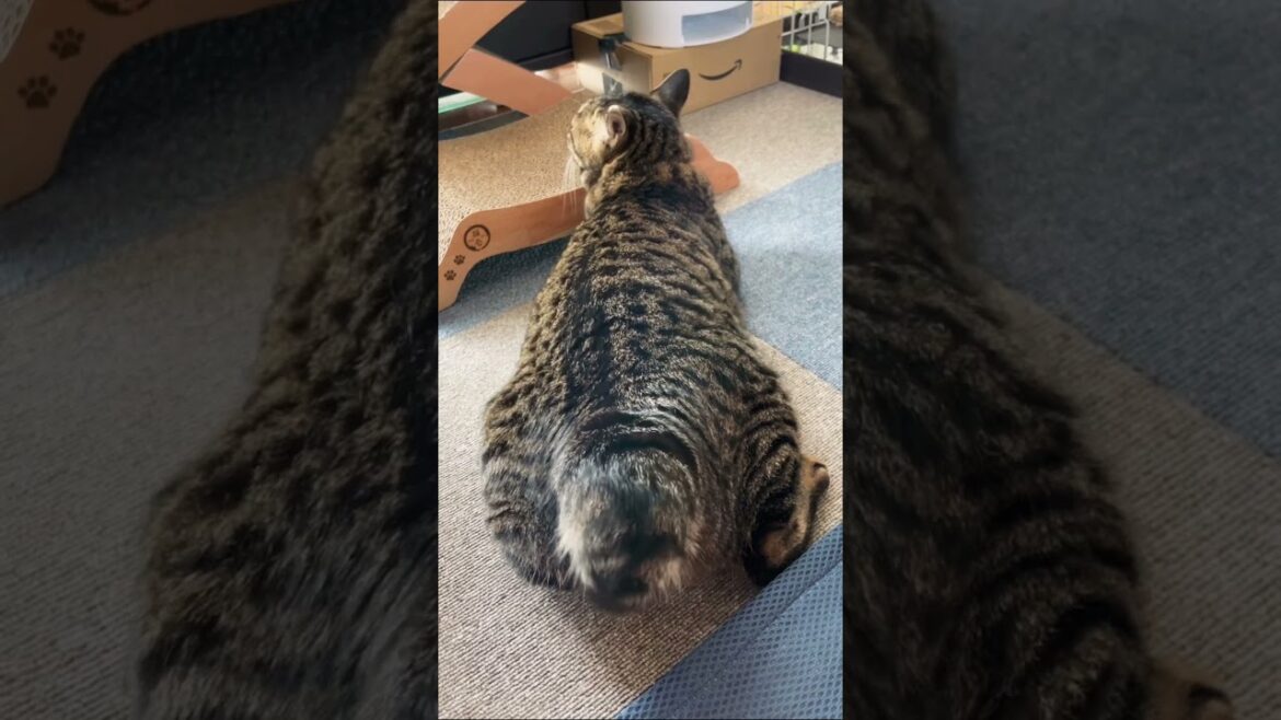 飼い主のいびきがうるさくてしっぽ振り回すたぬき猫#shorts#猫#ボブテイル#キジトラ