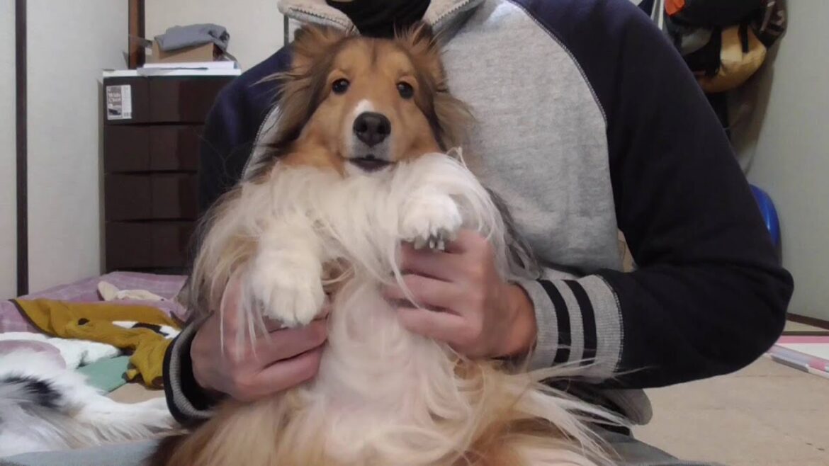 【可愛いシェルティ】シェルティ飼う前に。