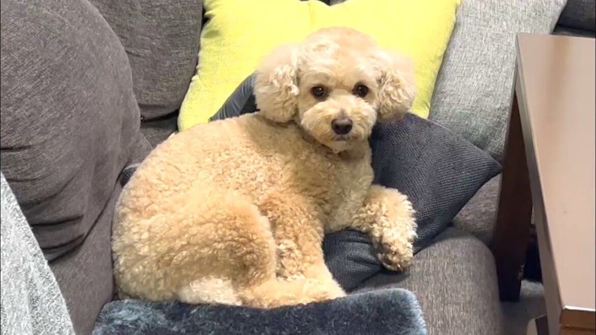 めんどくさいとわからないフリをする大きいトイプードル【デカプー】【トイプードルのロアくん】【toy poodle】