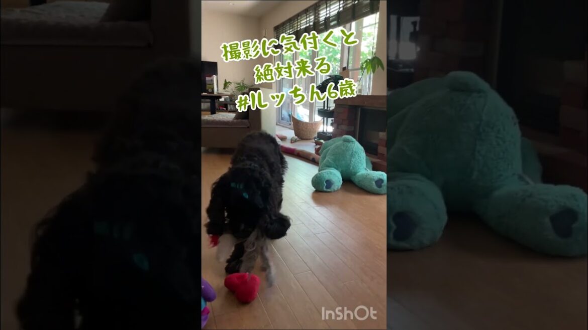 ゴールデンレトリバーって賢いな〜って思う出来事