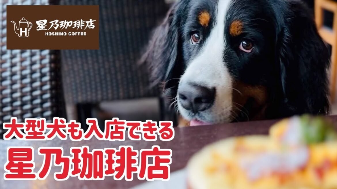 「星乃珈琲店」へバーニーズマウンテンドッグと行ってきました