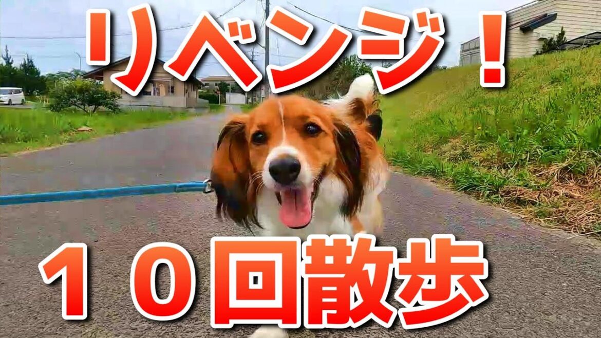 ユキ２才の誕生日企画「リベンジ！１０回散歩」