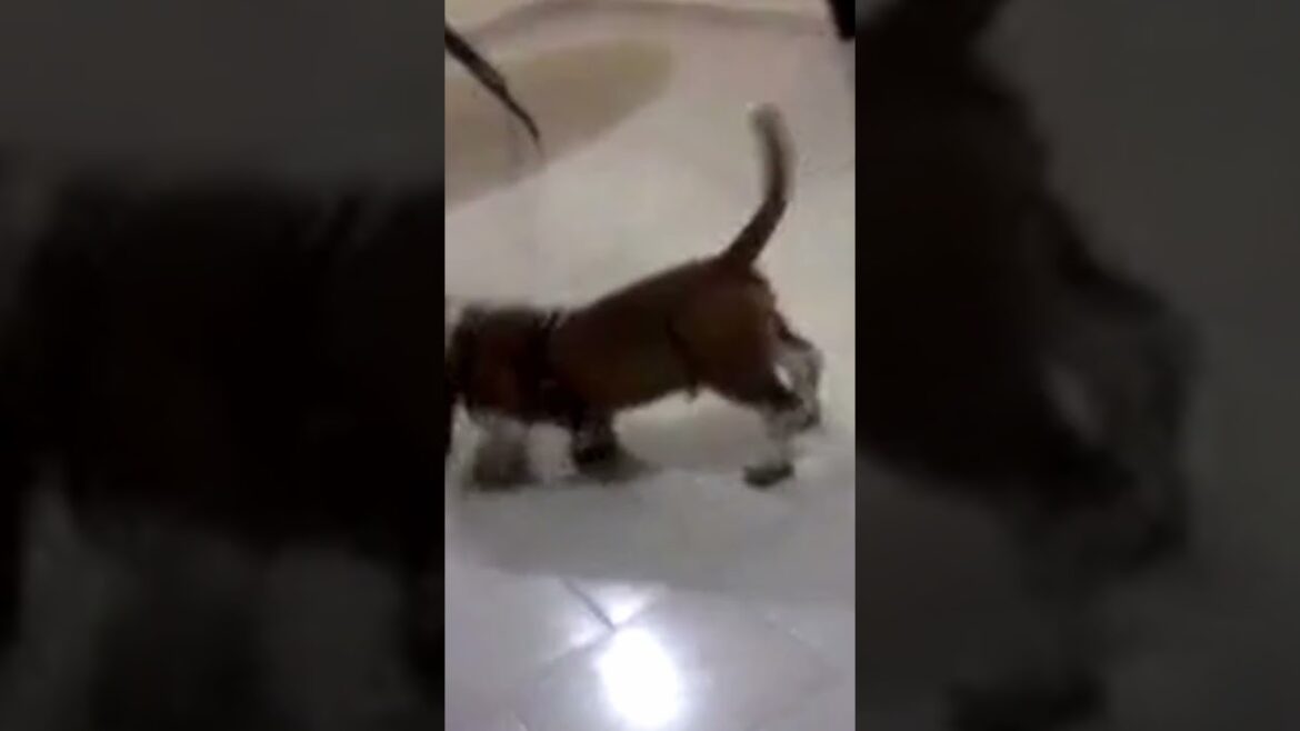 el pachón | #bassethound #funnypets #funnyanimals #shorts