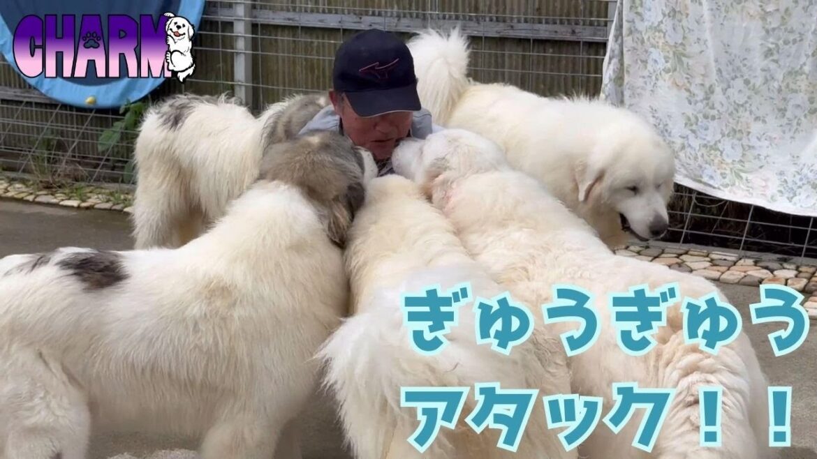 【興味深々】ベッドの修理ははかどってますか？と邪魔をする【Great Pyrenees】