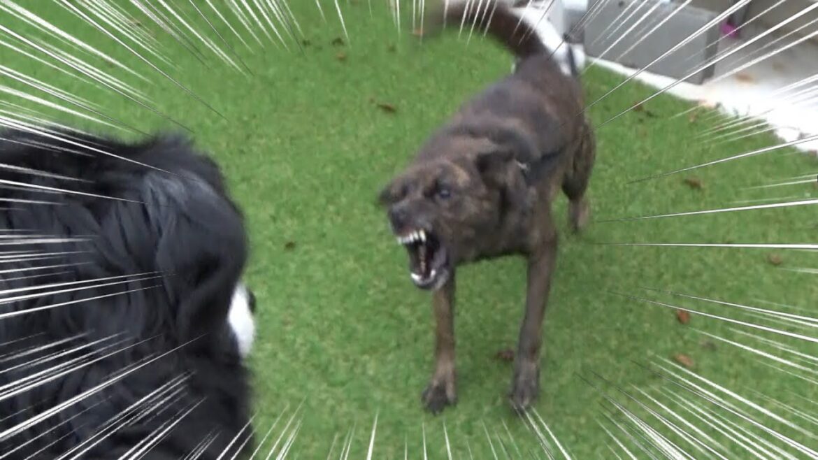 飼い主が逮捕されて犬を預かったら大変な事に・・