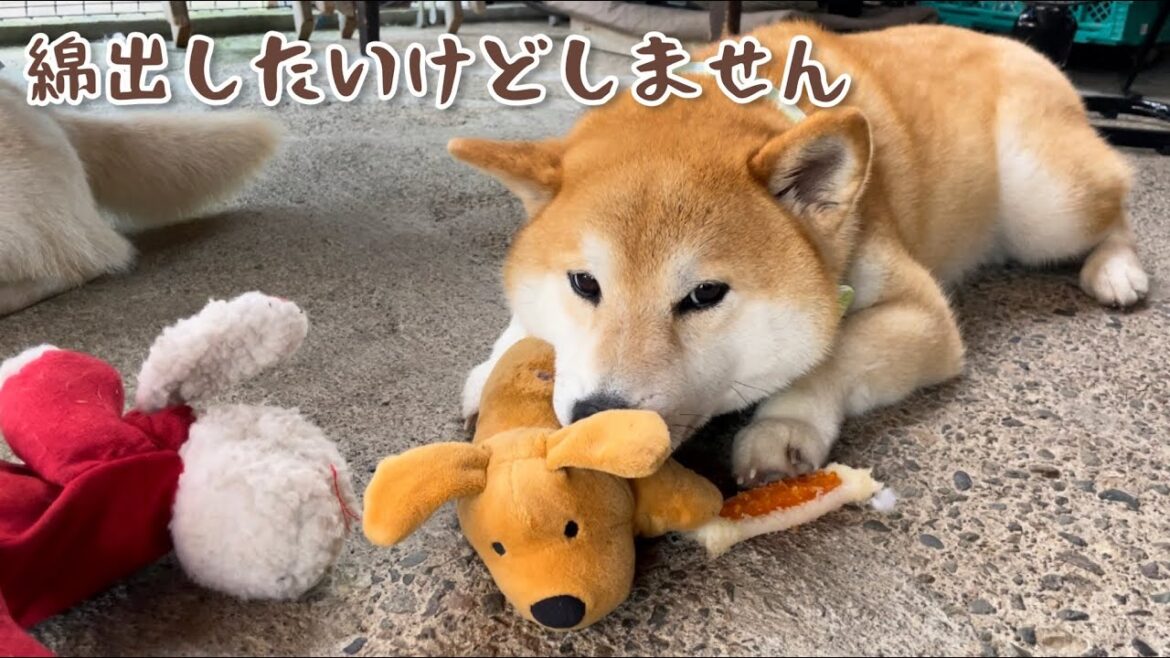 破壊しない！を忠実に守っている柴犬が可愛いw