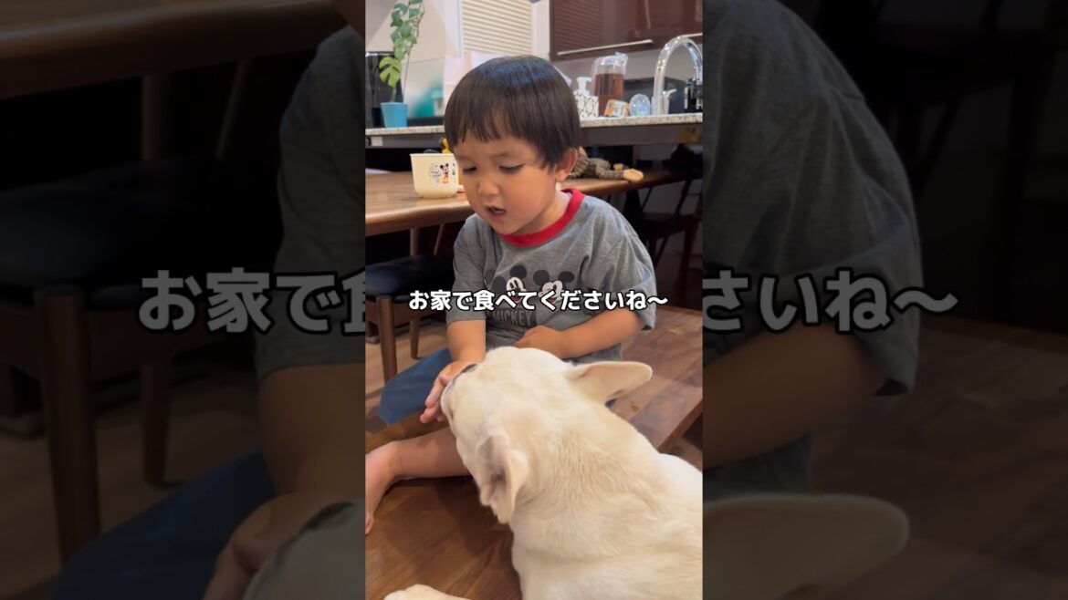 犬とお店屋さんごっこをする3歳児 #shorts #フレンチブルドッグ