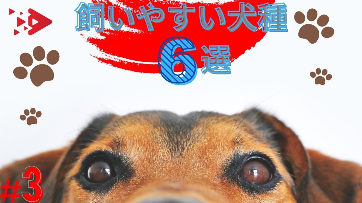 【2023年最新版】初心者でも飼いやすい犬種6選＃３