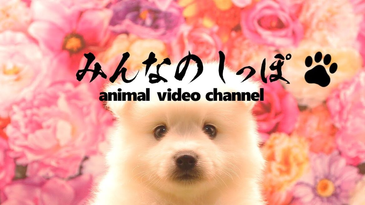 みんなのしっぽ#41子犬動画【日本スピッツ】（ Best Dog Videos - Japanese Spitz ）
