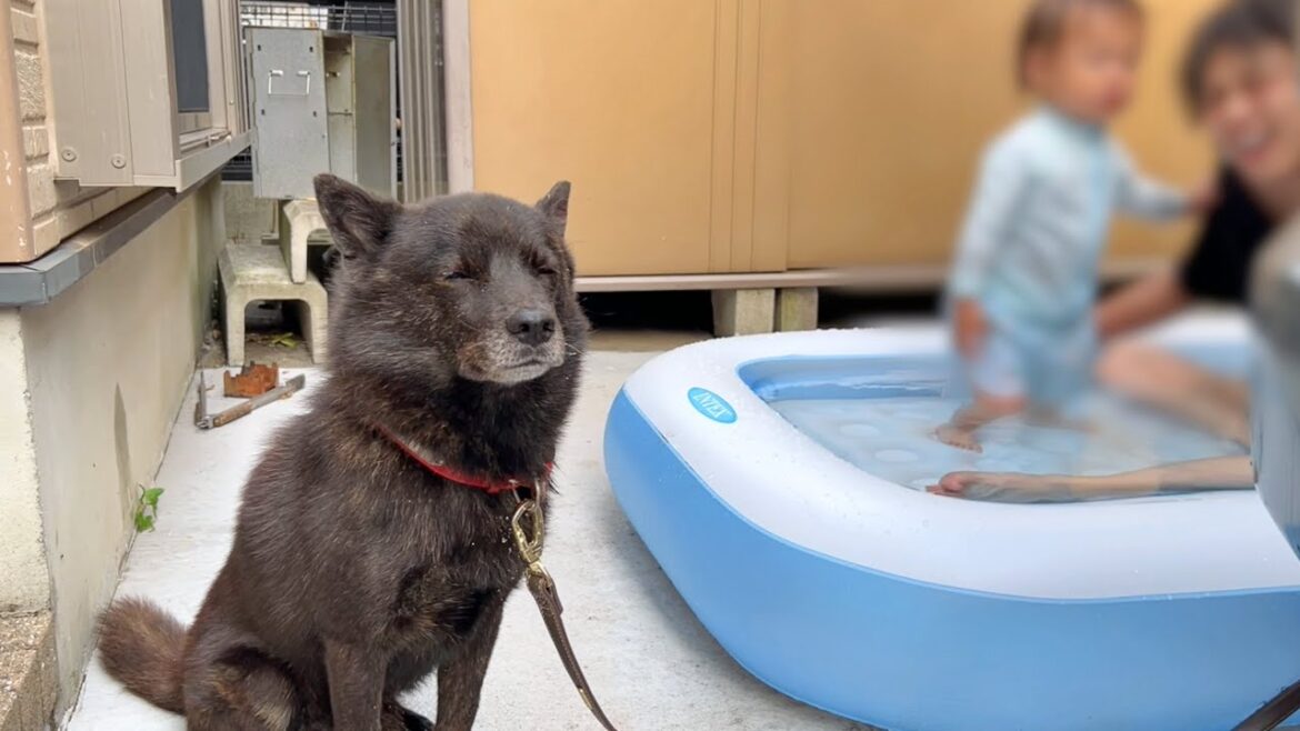 娘とプールに入ってたら愛犬が悟りを開いてしまいました・・・笑【甲斐犬一休と猫のしずくと僕のチャンネル】