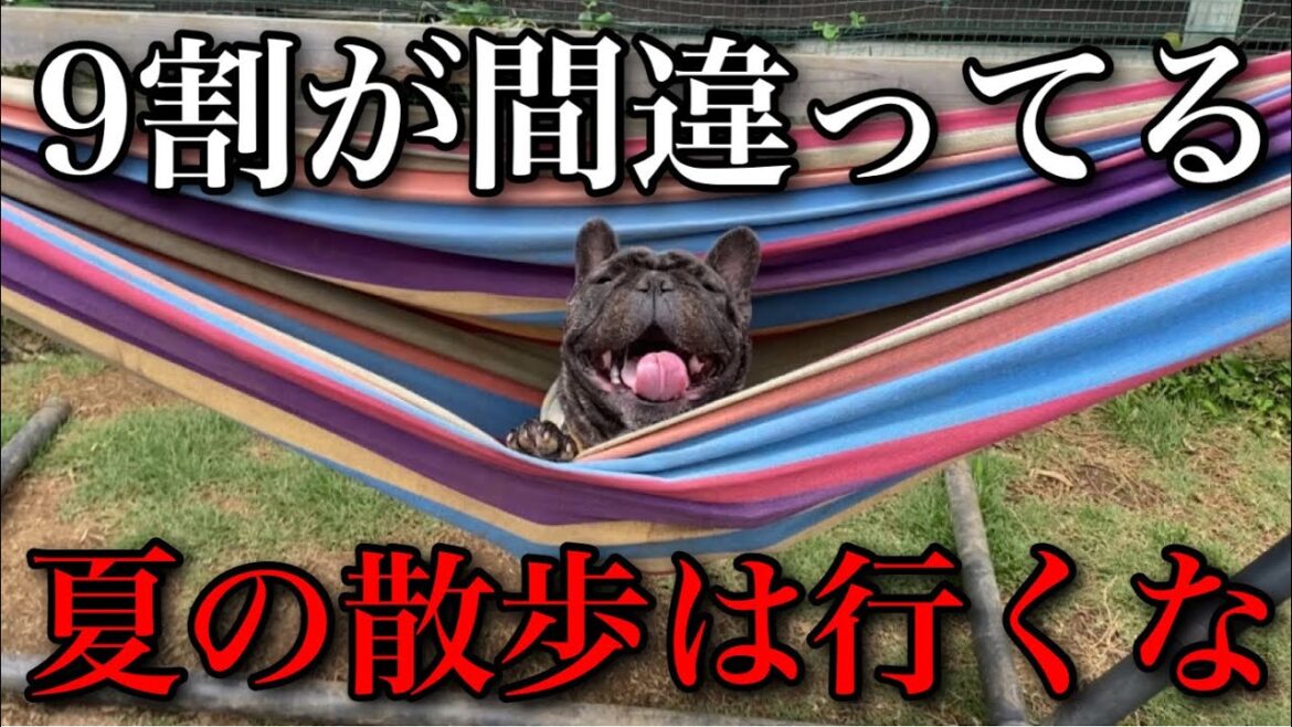 【夏は散歩に行くな】ドッグブリーダーが教える暑い日の犬との上手な過ごし方