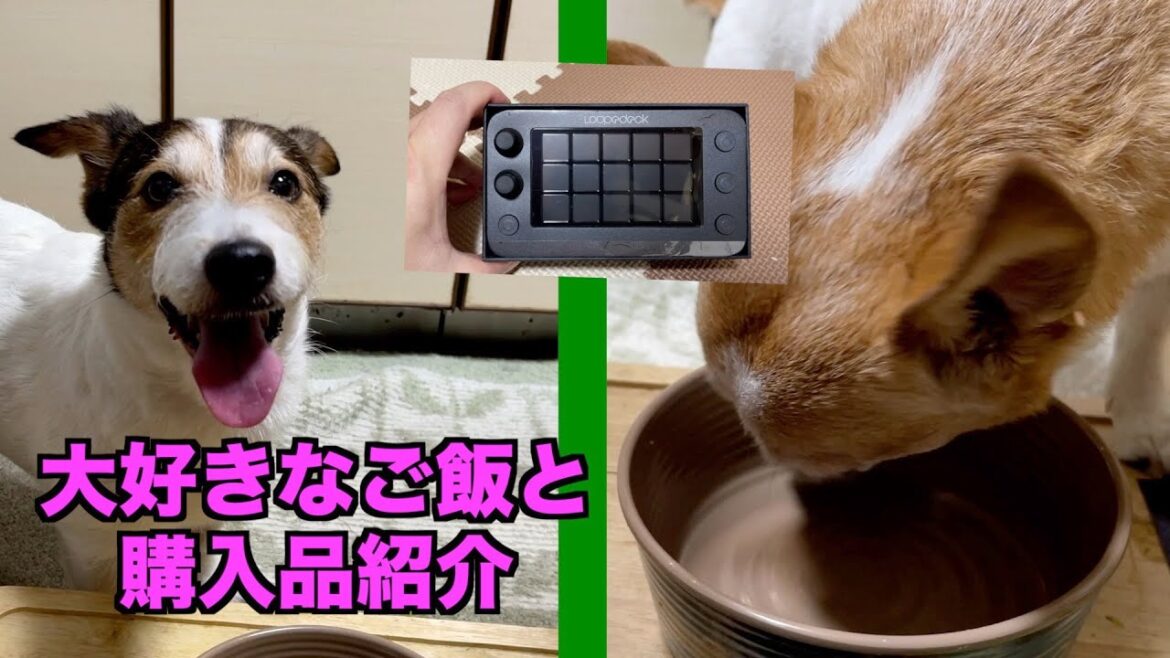 (大好きなご飯)ササミとカボチャブロッコリーのご飯と購入品の紹介します