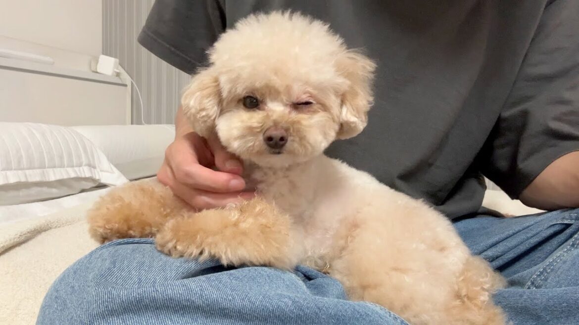 【悲報】トリミングから戻った愛犬の目が開かなくなりました【トイプードル】