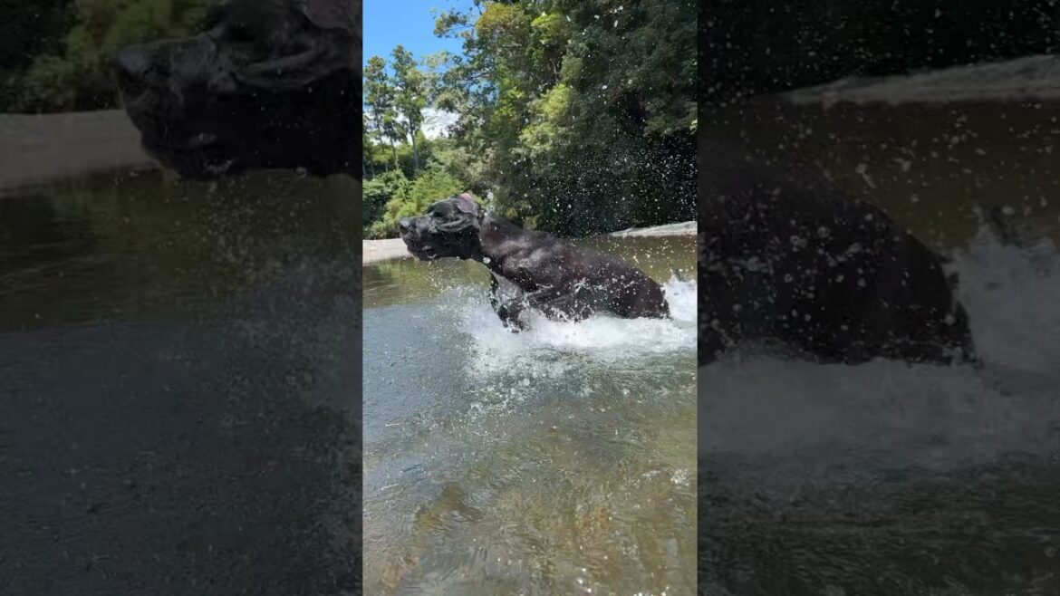 巨人の川遊び😆❤️ グレートデン ニューファンドランド 超大型犬 大型犬  多頭飼育 渡辺ボス 犬川遊び 犬好猫好き 保護猫 動物好き