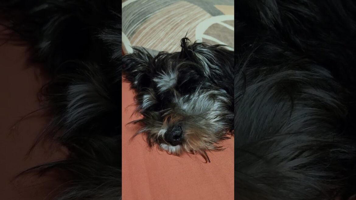 Miniature Schnauzer Cutest Sleep in Bed Miniature Schnauzer Cutest Sleep in Bed