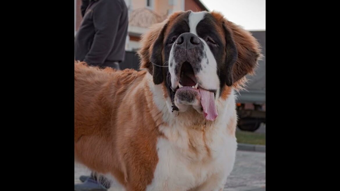 The Giants of the Canine World: 5 Enormous Dog Breeds