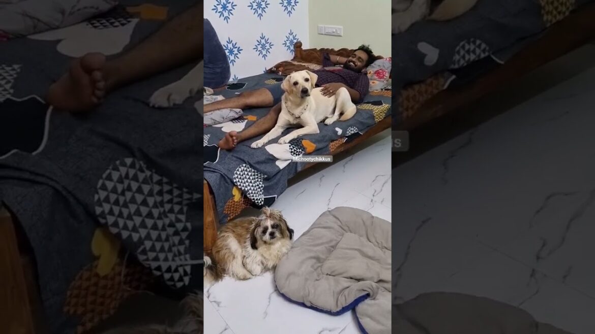 ഇസു:ചിക്കുവോ🤔ആരാണയാൾ?🙄ആലി:ഇവൾക്ക് എന്നെ പോൽ pet bed ൽ കിടന്നൂടെ😤അമ്മേ വാ എന്നെ താലോലിക്ക്😵‍💫❤️