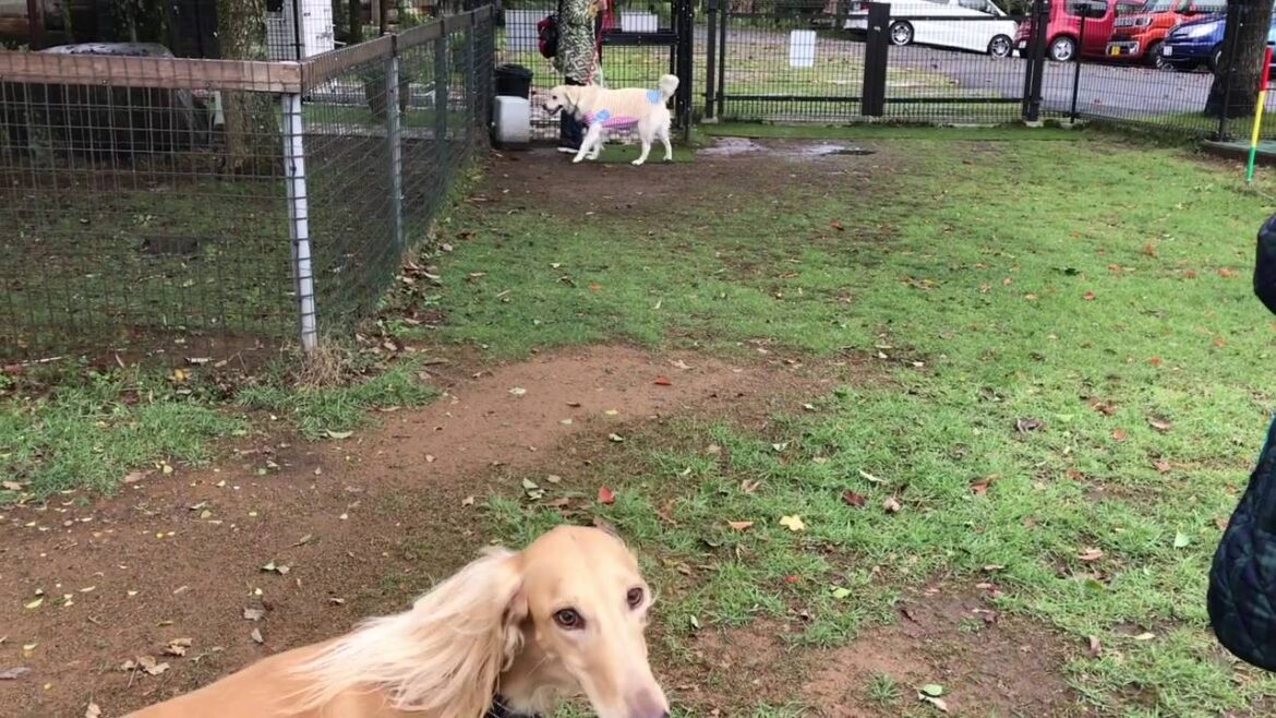 柊聖（サルーキ）、すず（イングリッシュゴールデン）ドッグラン・テキサスロングホーンにて