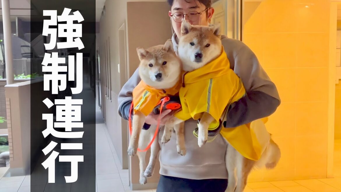 大雨で上機嫌になり、帰宅拒否して妊婦とパパを困らせる柴犬達 大雨で上機嫌になり、帰宅拒否して妊婦とパパを困らせる柴犬達