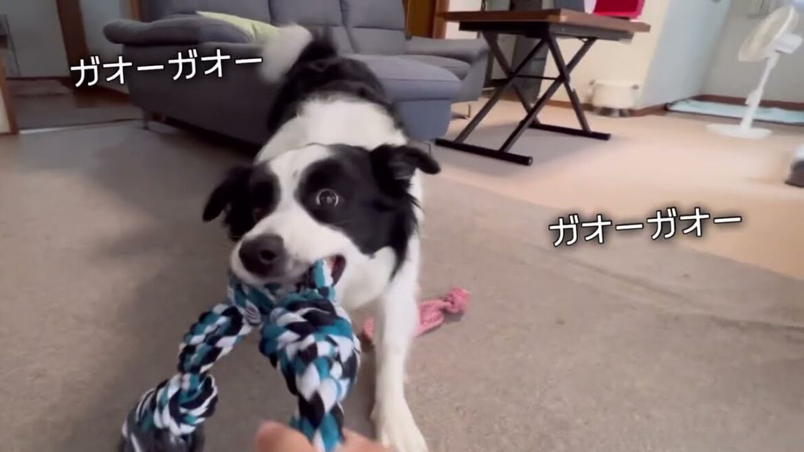 新しいおもちゃにテンション上がりまくりの愛犬　#ボーダーコリー #bordercollie