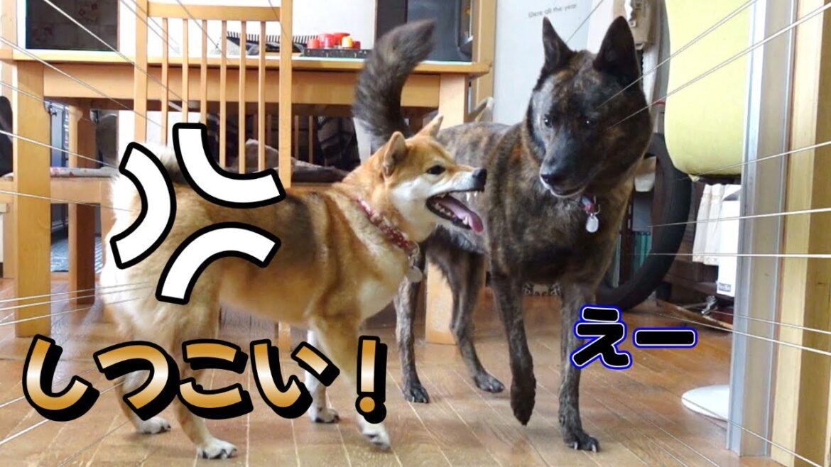 最近柴犬の様子が変なんです【甲斐犬・柴犬】