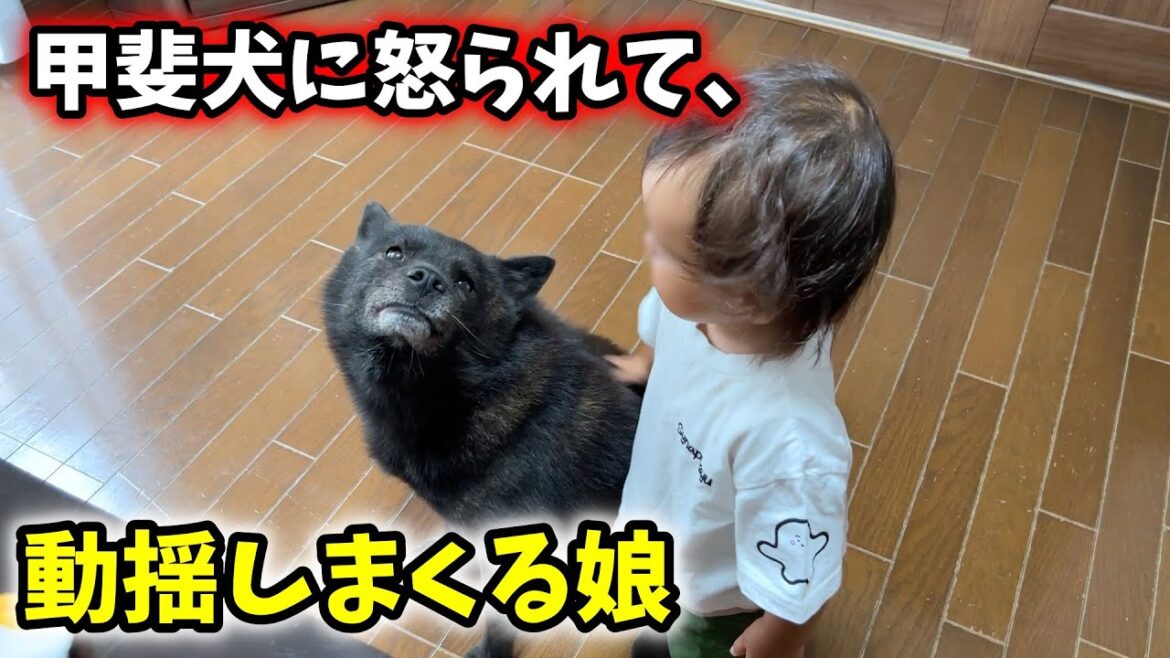 甲斐犬一休に怒られて、動揺しまくる娘【教育的指導】