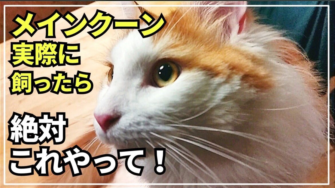 メインクーン飼うならやったほうがいい事【長毛猫に必須！】