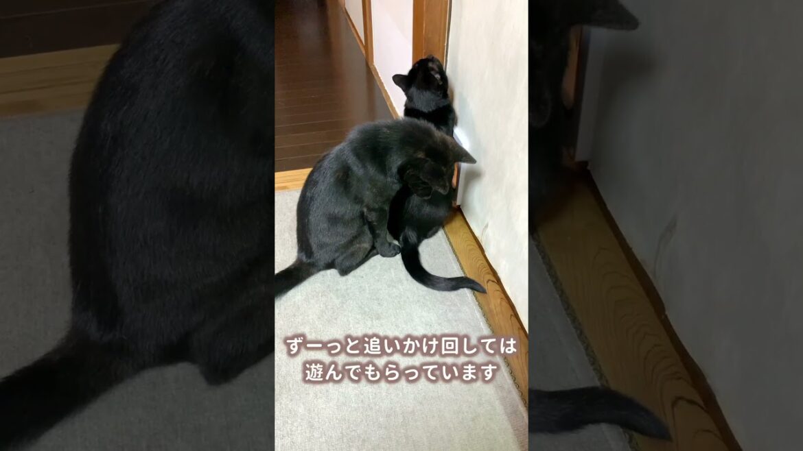 【甲斐犬】猫のしっぽで遊ぶ甲斐犬の子犬が可愛すぎる！！
