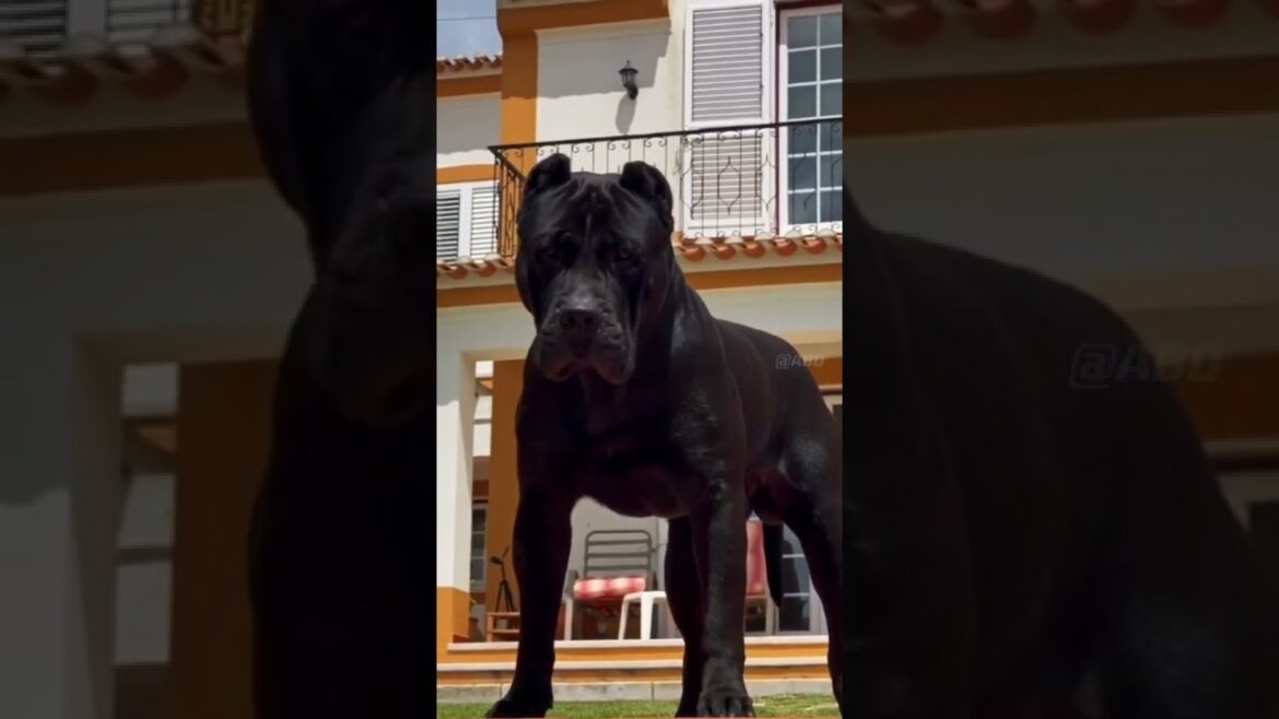 Amazing Cane Corso Dog Transformation ❤💪 #shorts