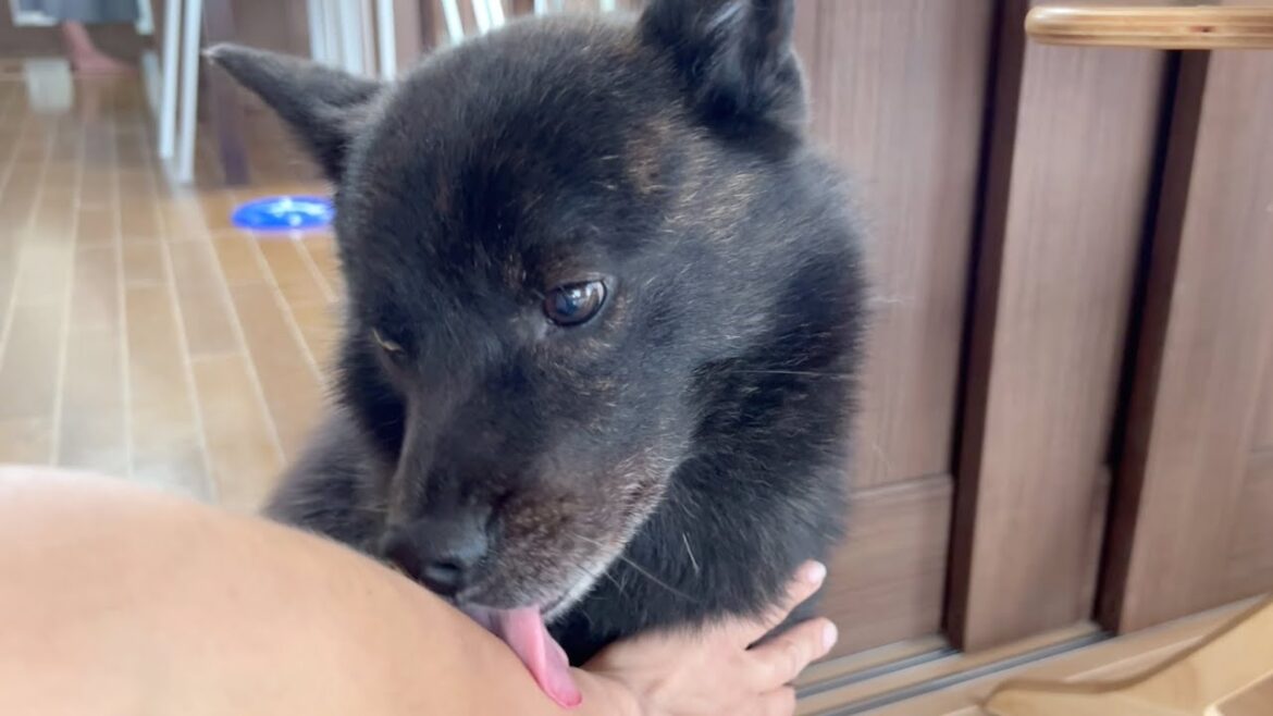 交渉上手な甲斐犬一休さん