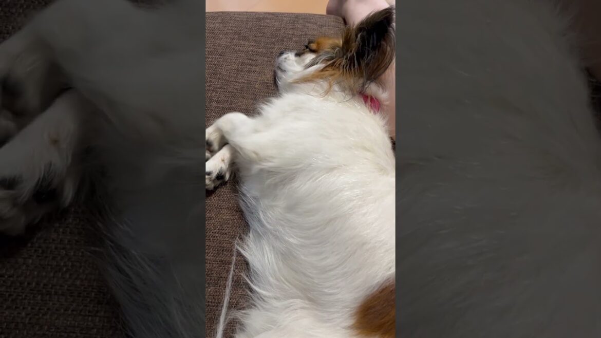 可愛いのび方をするパピヨン🐶