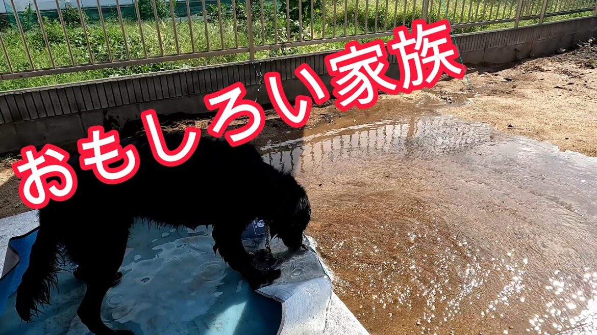 おもしろい家族　＃バーニーズマウンテンドッグ＃フラットコーテッドレトリバー＃おもしろい犬