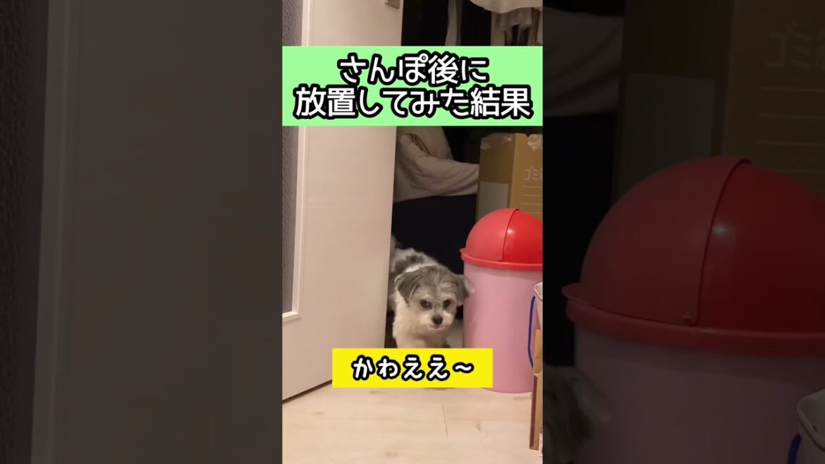 【放置】さんぽ後に愛犬を放置した結果【マルチーズ×狆(まるちんmix)】#犬のいる生活 #放置 #shorts